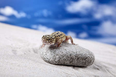 Gecko on sandの写真素材