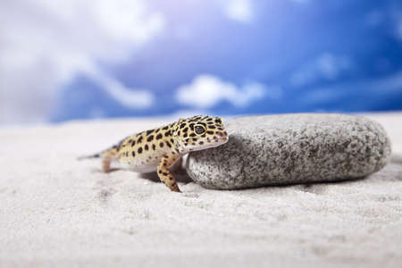Gecko on sandの写真素材