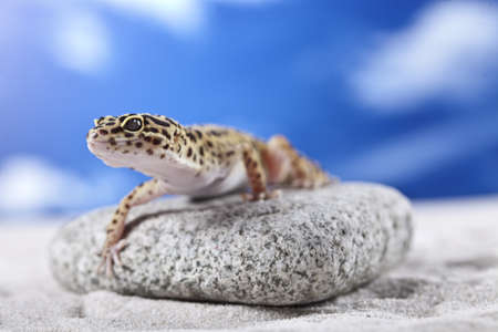 Gecko on sandの写真素材