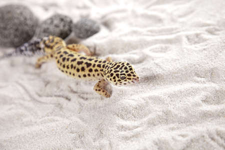 Gecko on sandの写真素材