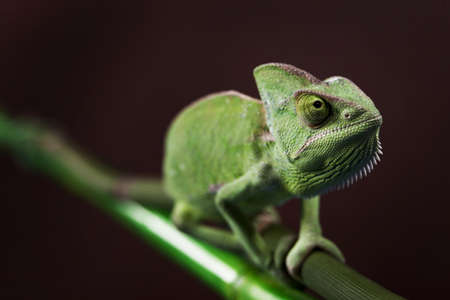 Green Chameleon closeupの写真素材