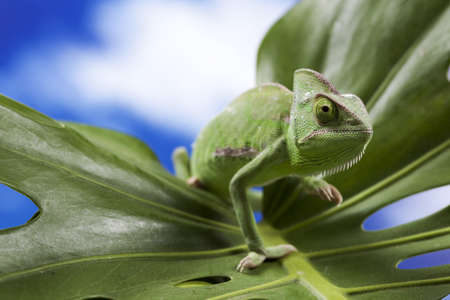 Green Chameleon closeup