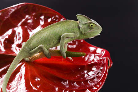 Green Chameleon closeupの写真素材