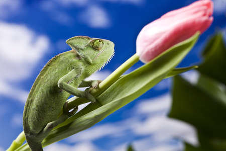 Chameleon closeupの写真素材