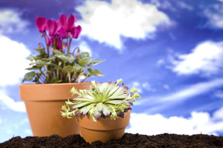 Flowers and garden toolsの写真素材