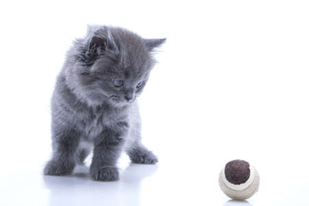 Little gray kitten playing isolated on white backgroundの写真素材