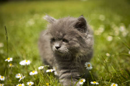 Little gray kitten playing isolated on white backgroundの写真素材