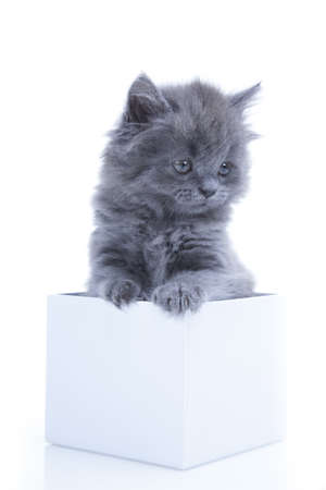 Little gray kitten playing isolated on white backgroundの写真素材
