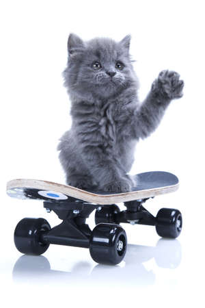 Little gray kitten playing isolated on white backgroundの写真素材