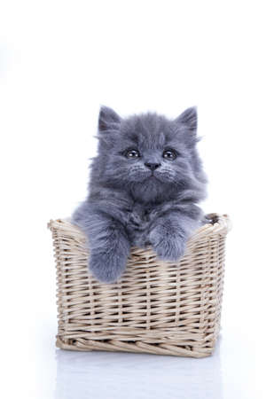 Little gray kitten playing isolated on white backgroundの写真素材