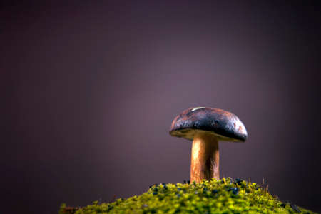 Single Mushroom on green moss の写真素材