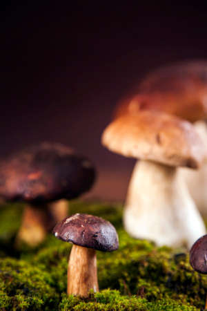 Composition of fresh mushrooms  fall food on wooden table