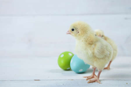 Easter chicken, eggs and decoration in vintage sytle white wooden background