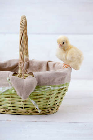 Easter chicken, eggs and decoration in vintage sytle white wooden backgroundの写真素材