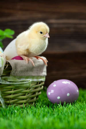 Easter chicken, eggs and decoration in vintage sytle wooden backgroundの写真素材