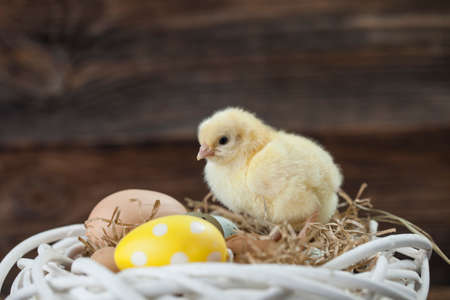 Easter chicken, eggs and decoration in vintage sytle wooden background