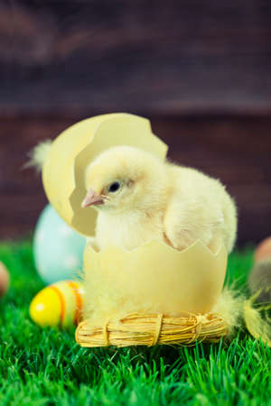 Easter chicken, eggs and decoration in vintage sytle wooden backgroundの写真素材