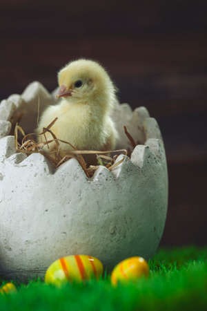 Easter chicken, eggs and decoration in vintage sytle wooden backgroundの写真素材