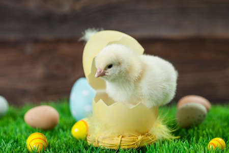 Easter chicken, eggs and decoration in vintage sytle wooden backgroundの写真素材