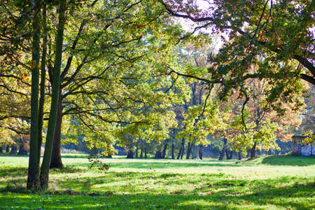 Beautiful, autumn scenery in the park. Trees and orange leavesの写真素材