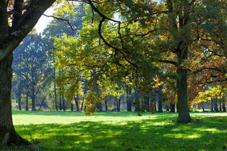 Beautiful, autumn scenery in the park. Trees and orange leavesの写真素材