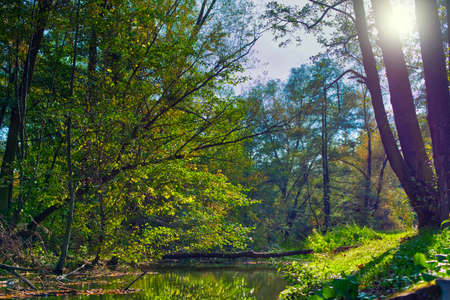 Beautiful, autumn scenery in the park. Trees and orange leavesの写真素材