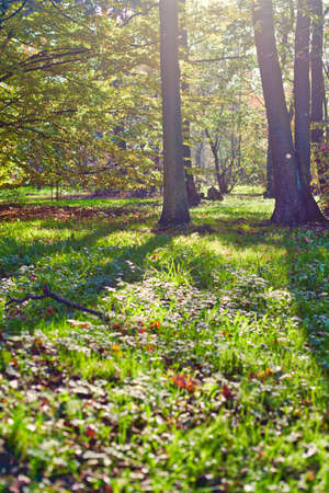 Beautiful, autumn scenery in the park. Trees and orange leavesの写真素材