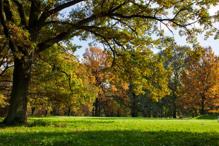 Beautiful, autumn scenery in the park. Trees and orange leavesの写真素材