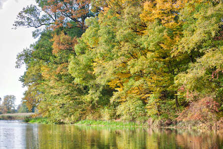 Beautiful, autumn scenery in the park. Trees and orange leavesの写真素材