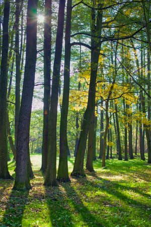 Beautiful, autumn scenery in the park. Trees and orange leavesの写真素材
