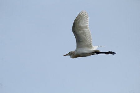 Egret flying with flat sky backgroundの写真素材