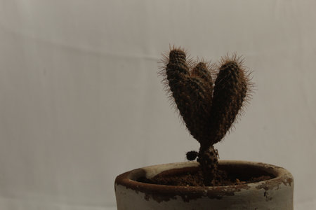 Still life cactusの写真素材