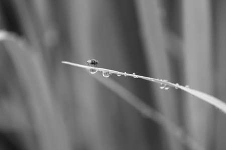 fly on rice leafの写真素材