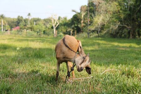 Lonely goatの写真素材