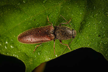 small brown beetle selatosomos latus on the edge of a leaf with dew drops.