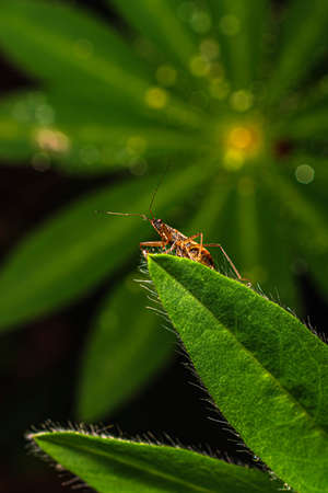 a small insect on the edge of a leaf with dewdrops in a lupine thicket.