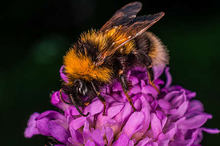 Close-up shot of a bumblebee collecting nectar from a purple clover flower on a dark green background.の写真素材