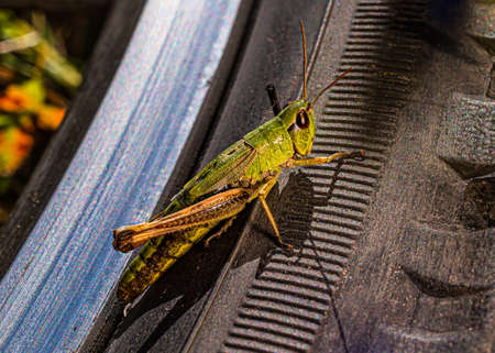 A small green grasshopper sits on a bicycle wheel on a sunny day.の写真素材
