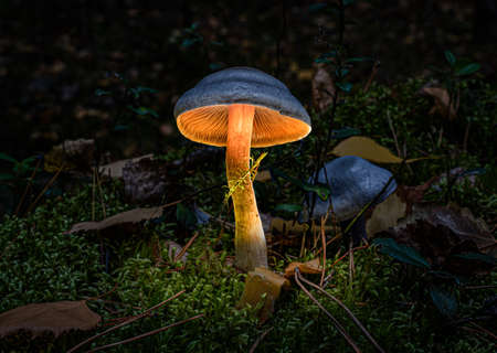 A mushroom with a gray-blue cap growing in a twilight forest in moss. Imitation of the glow emanating from under the cap of the mushroom.の写真素材