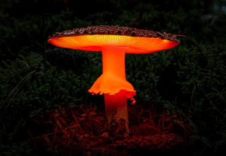 Amanita mushroom in moss in a pine forest in the late evening after rain. Imitation of the glow from under the mushroom cap.の写真素材