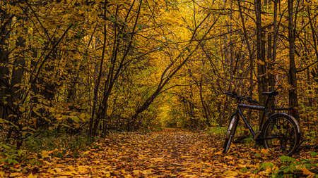 Bicycle on a footpath strewn with fallen leaves in an autumn deciduous forest. In the background, a pedestrian is walking along the pathの写真素材