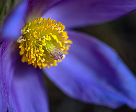 Yellow pistils and stamens of a blue-purple forest snowdrop close up