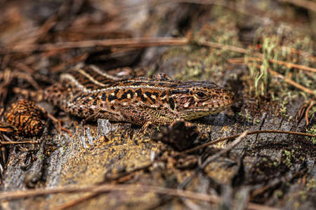 A small brown forest lizard on an old mossy log close up