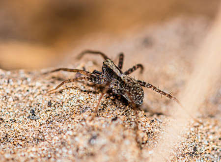 A small gray spider Licosidae froze on top of a sand hillの写真素材