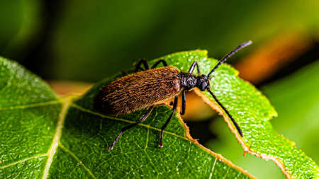 A small brown shaggy beetle sits on a corroded green leaf