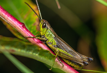 A green grasshopper climbs a red stalk in a thicket of meadow grass on a summer evening