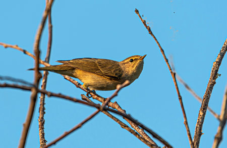 An olive-gray bird Phylloscopus sibilatrix spotted by the setting sun spotted insects in the web on the branches of a withered bushの写真素材