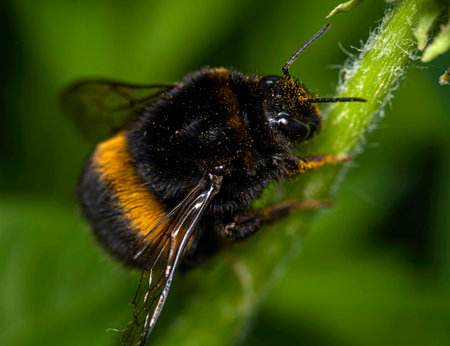 A black and yellow bumblebee covered in yellow pollen climbs up a dandelion stem on a clear summer...