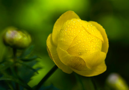 Yellow globe-flower with drops on the petals after rain on a clear summer day.