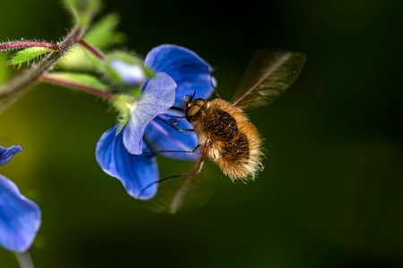 A small brown fluffy fly Bombyliidae collects nectar from blue flowers on a clear summer day.